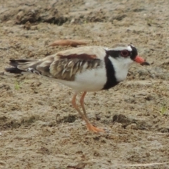 Charadrius melanops (Black-fronted Dotterel) at Gordon, ACT - 2 Feb 2020 by michaelb