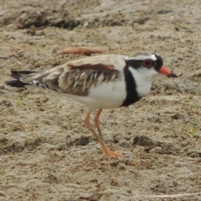 Charadrius melanops (Black-fronted Dotterel) at Gordon, ACT - 2 Feb 2020 by michaelb