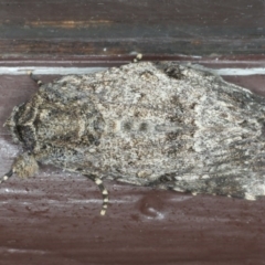 Agriophara confertella (A Flat-bodied moth (Depressidae) at Lilli Pilli, NSW - 4 Jun 2020 by jb2602