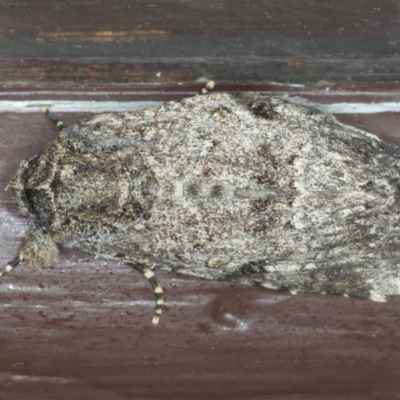 Agriophara confertella (A Concealer moth) at Lilli Pilli, NSW - 4 Jun 2020 by jbromilow50
