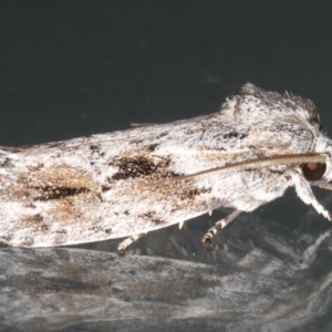 Agriophara confertella at Lilli Pilli, NSW - 4 Jun 2020