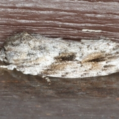 Agriophara confertella at Lilli Pilli, NSW - 4 Jun 2020