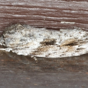 Agriophara confertella at Lilli Pilli, NSW - 4 Jun 2020