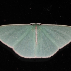 Chlorocoma (genus) (An Emerald moth (Geometrinae)) at Lilli Pilli, NSW - 5 Jun 2020 by jb2602