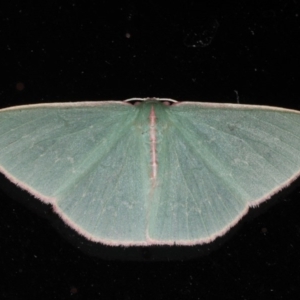 Chlorocoma (genus) at Lilli Pilli, NSW - 5 Jun 2020 12:10 AM