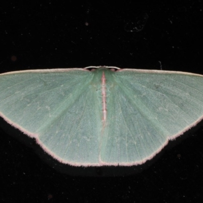 Chlorocoma (genus) (An Emerald moth (Geometrinae)) at Lilli Pilli, NSW - 5 Jun 2020 by jb2602