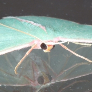 Chlorocoma (genus) at Lilli Pilli, NSW - 5 Jun 2020 12:10 AM