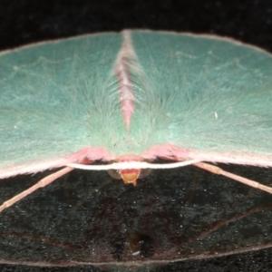 Chlorocoma (genus) at Lilli Pilli, NSW - 5 Jun 2020 12:10 AM