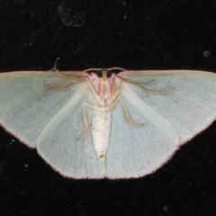 Chlorocoma (genus) at Lilli Pilli, NSW - 5 Jun 2020