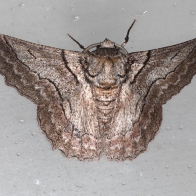 Hypobapta tachyhalotaria (Varied Grey) at Lilli Pilli, NSW - 5 Jun 2020 by jb2602