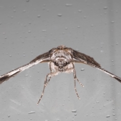 Hypobapta tachyhalotaria at Lilli Pilli, NSW - 5 Jun 2020 12:19 AM