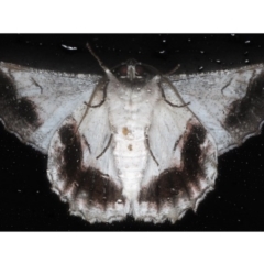 Hypobapta tachyhalotaria at Lilli Pilli, NSW - 5 Jun 2020 12:19 AM