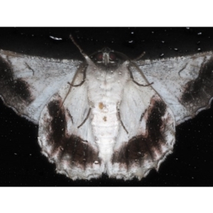 Hypobapta tachyhalotaria at Lilli Pilli, NSW - 5 Jun 2020 12:19 AM