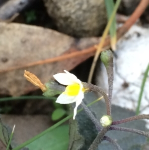 Solanum sp. at Hackett, ACT - 3 Jun 2020 12:45 AM