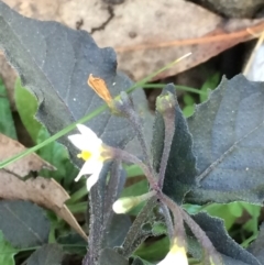 Solanum sp. at Hackett, ACT - 3 Jun 2020 12:45 AM