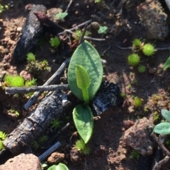 Ophioglossum lusitanicum (Adder's Tongue) at Hackett, ACT - 2 Jun 2020 by petersan