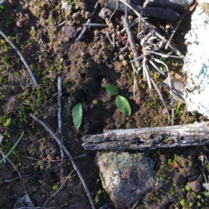 Ophioglossum lusitanicum at Hackett, ACT - 3 Jun 2020