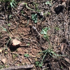 Pterostylidinae (greenhood alliance) (A Greenhood) at Hackett, ACT - 3 Jun 2020 by petersan