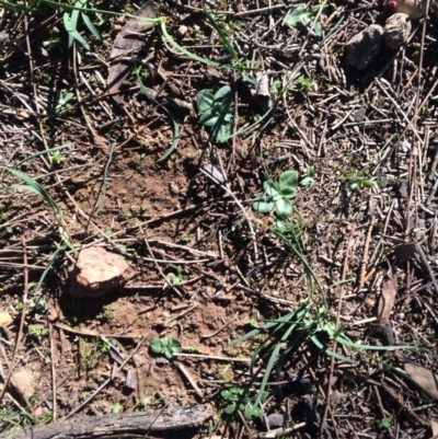Pterostylidinae (greenhood alliance) (A Greenhood) at Hackett, ACT - 3 Jun 2020 by petersan