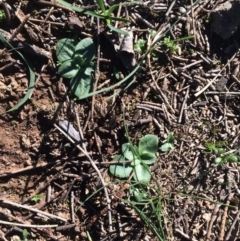 Pterostylidinae (greenhood alliance) at Hackett, ACT - 3 Jun 2020