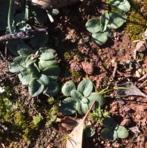 Pterostylidinae (greenhood alliance) at Majura, ACT - suppressed