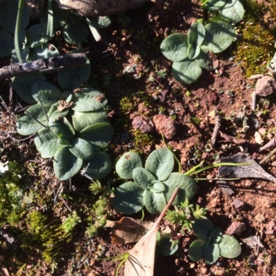 Pterostylidinae (greenhood alliance) (A Greenhood) at Majura, ACT - 4 Jun 2020 by petersan