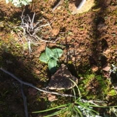Pterostylidinae (greenhood alliance) at Majura, ACT - 4 Jun 2020