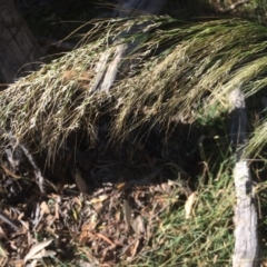 Austrostipa verticillata (Slender Bamboo Grass) at Kameruka, NSW - 5 Jun 2020 by LisaWhite