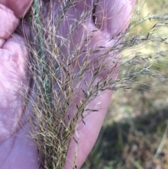 Austrostipa verticillata at Kameruka, NSW - 5 Jun 2020