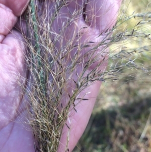 Austrostipa verticillata at Kameruka, NSW - 5 Jun 2020