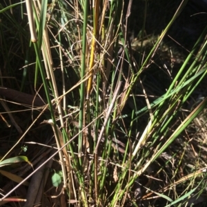 Austrostipa verticillata at Kameruka, NSW - 5 Jun 2020