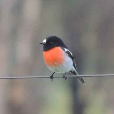 Petroica boodang (Scarlet Robin) at Albury - 28 Jul 2014 by Alburyconservationcompany