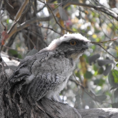 Podargus strigoides (Tawny Frogmouth) at Albury - 20 Nov 2011 by Alburyconservationcompany