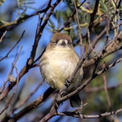 Aphelocephala leucopsis (Southern Whiteface) at Sutton, ACT - 4 Jun 2020 by CedricBear