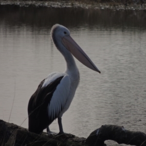 Pelecanus conspicillatus at Albury - 28 Jul 2014