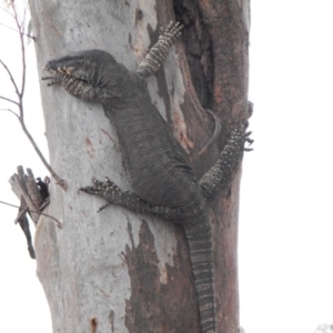 Varanus varius at Albury - suppressed