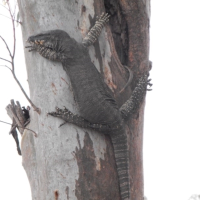 Varanus varius (Lace Monitor) at Charles Sturt University - 30 Nov 2011 by Alburyconservationcompany