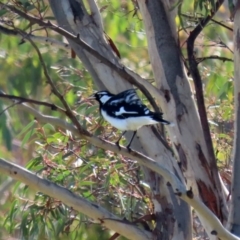 Grallina cyanoleuca (Magpie-lark) at Gordon, ACT - 2 Jun 2020 by RodDeb