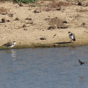 Vanellus miles at Gordon, ACT - 2 Jun 2020 11:56 AM