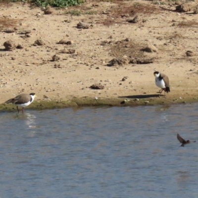 Vanellus miles (Masked Lapwing) at Lanyon - northern section - 2 Jun 2020 by RodDeb