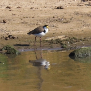 Vanellus miles at Gordon, ACT - 2 Jun 2020 11:56 AM