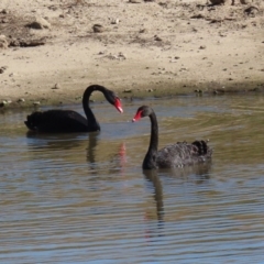 Cygnus atratus (Black Swan) at Lanyon - northern section A.C.T. - 2 Jun 2020 by RodDeb