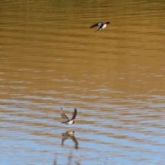 Hirundo neoxena (Welcome Swallow) at Lanyon - northern section A.C.T. - 2 Jun 2020 by RodDeb