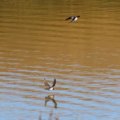 Hirundo neoxena (Welcome Swallow) at Lanyon - northern section A.C.T. - 2 Jun 2020 by RodDeb