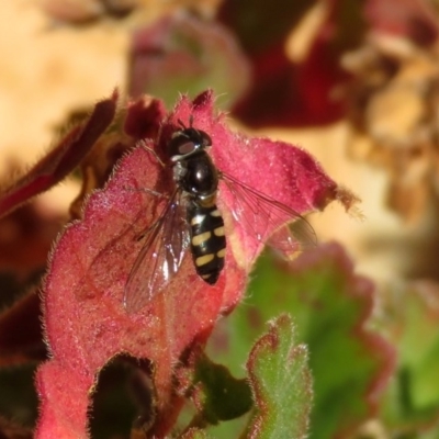 Melangyna viridiceps (Hover fly) at Macarthur, ACT - 3 Jun 2020 by RodDeb