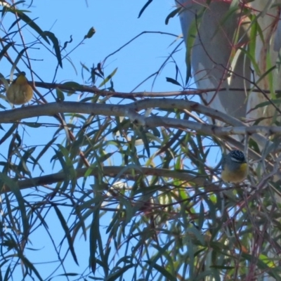 Pardalotus punctatus (Spotted Pardalote) at Macarthur, ACT - 5 Jun 2020 by RodDeb