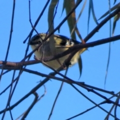 Pardalotus punctatus at Macarthur, ACT - 5 Jun 2020