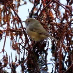 Acanthiza pusilla (Brown Thornbill) at Tidbinbilla Nature Reserve - 2 Jun 2020 by RodDeb