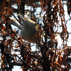 Acanthiza pusilla at Paddys River, ACT - 2 Jun 2020