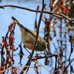 Acanthiza pusilla at Paddys River, ACT - 2 Jun 2020